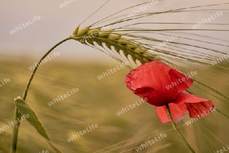 Klatschmohn mit Gerste