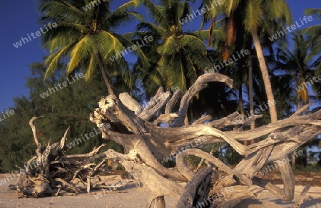 Der Traumstrand  von Michamvi am Chwaka Bay an der Ost-Kueste auf der Insel Zanzibar welche zu Tansania gehoert.         