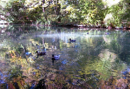 Enten am See