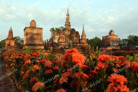 Der Wat Mahathat Tempel in der Tempelanlage von Alt-Sukhothai in der Provinz Sukhothai im Norden von Thailand in Suedostasien.