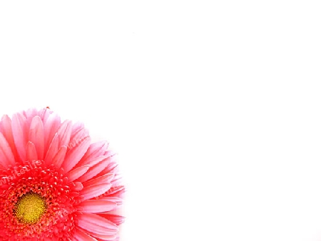 Gerbera auf wei?em Hintergrund