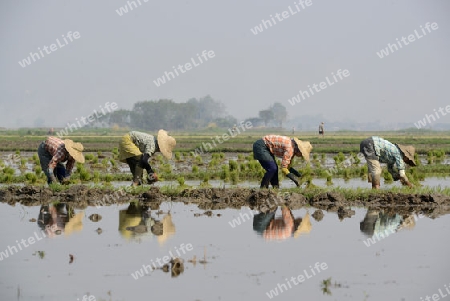 Rice farmers plant rice in a ricefield at the city of Nyaungshwe at the Inle Lake in the Shan State in the east of Myanmar in Southeastasia.