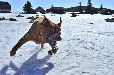 Hund m?chte spielen