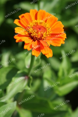 orange Blume