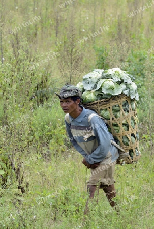 Bauern beladen die Kabisernte an der Bergstrasse vom Dorf Mae Hong Son nach Mae Aw im norden von Thailand in Suedostasien.