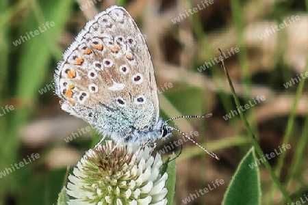 Himmelblauer Bläuling männlich ventral