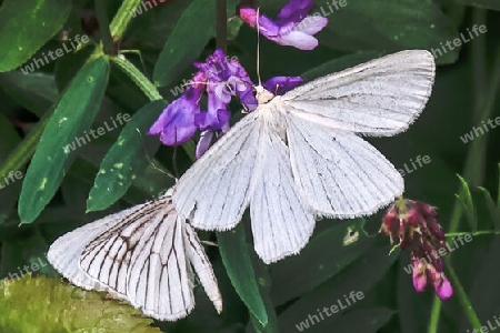 Hartheuspanner, Paar,Black-veined moth, couple