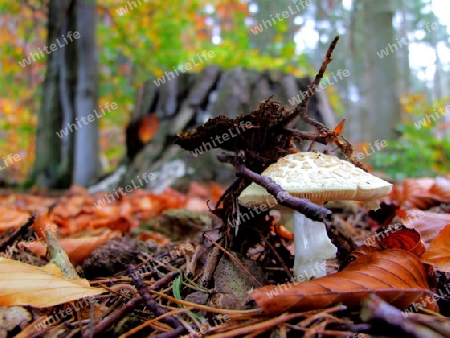 Waldboden mit Knollenbl?tterpilz