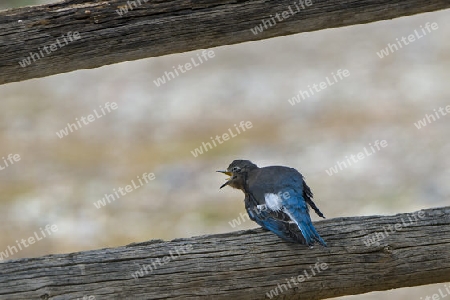 H?ttens?nger, Grand Teton National Park