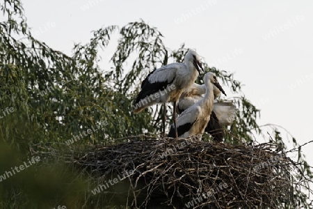 Weissstorch, Ciconia ciconia