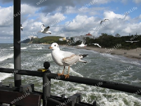 M?wen an der Ostsee