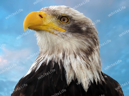 Schreiseeadler