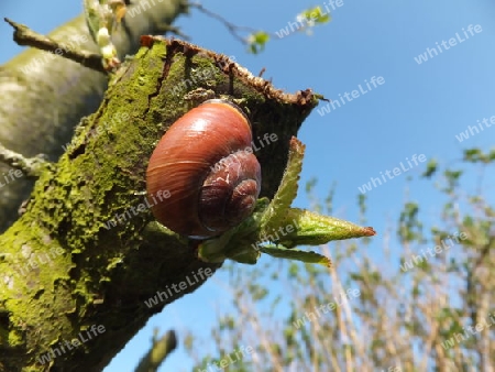 Schnecke