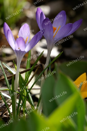 Krokus, Crocus vernus