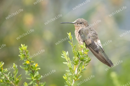 Riesenkolibri