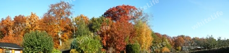 Panorama Herbstwald-1