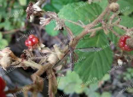 Wiesenschnake in Brombeere II