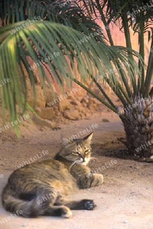 Tropical Cat