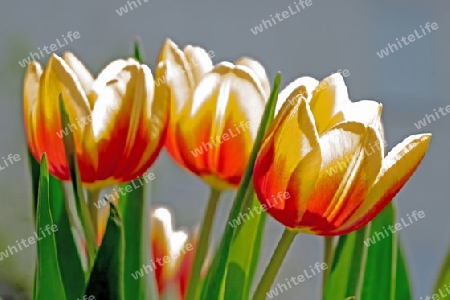 TULPEN