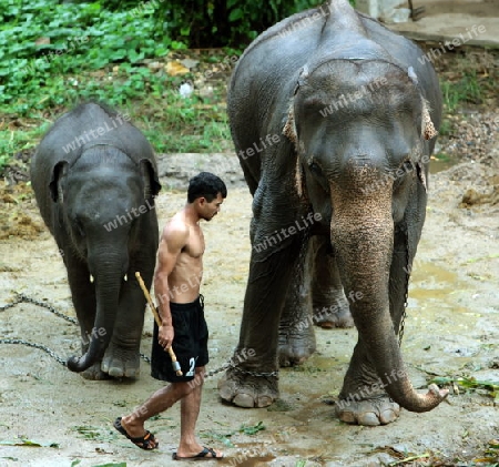 Ein Elefant bei Chiang Mai im Norden von Thailand