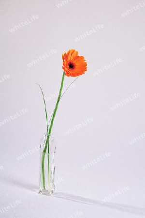 Gerbera_04