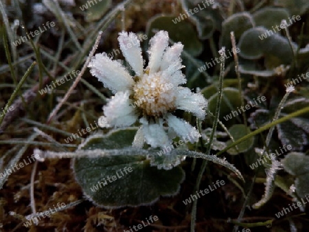 Gänseblümchen eingefroren I