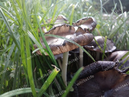 Wiesenpilz an der Wupper 4 I