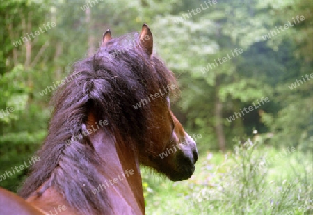 Pferd im Wald