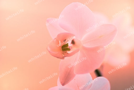 Orchidee