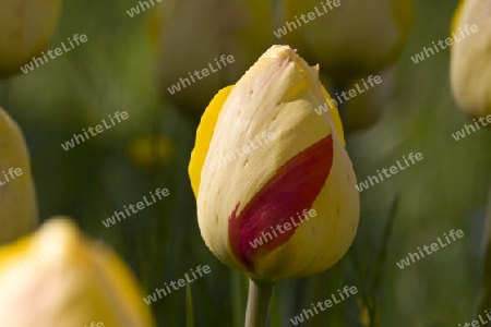 Tulpe