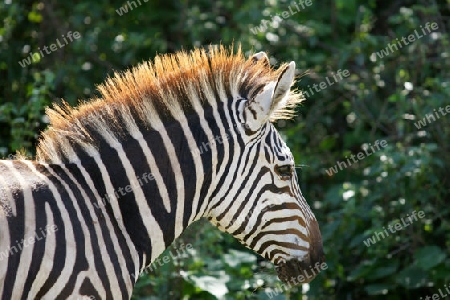 Zebra in Tansania