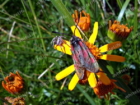 Widderchen mit Spinne