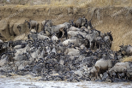 Gnu, Streifengnu, Weissbartgnu (Connochaetes taurinus), Gnumigration, dr?ngelnde Gnus am Mara Ufer, Masai Mara, Kenia