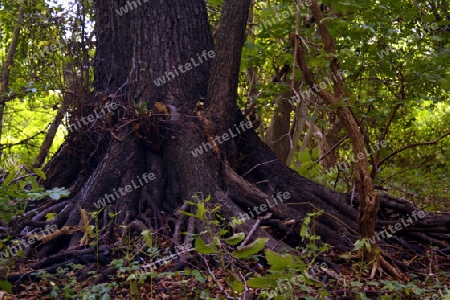 wurzel von einem alten baum