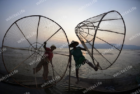 Fishermen at sunrise in the Landscape on the Inle Lake in the Shan State in the east of Myanmar in Southeastasia.