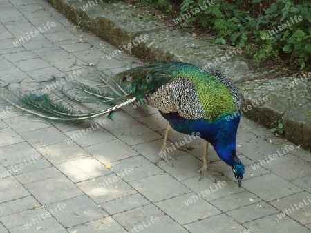 Pfau