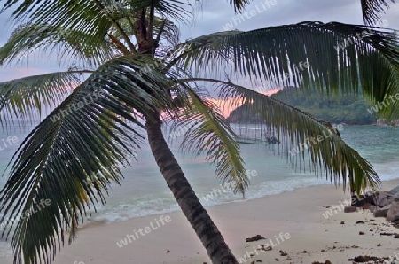 Beautiful palm trees at the beach on the tropical paradise islands Seychelles