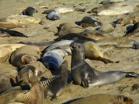 Seel?wentreffen