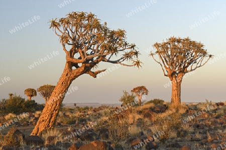 K?cherbaum oder Quivertree (Afrikaans: Kokerboom,  Aloe dichotoma) im ersten Morgenlicht , Keetmanshoop, Namibia, Afrika