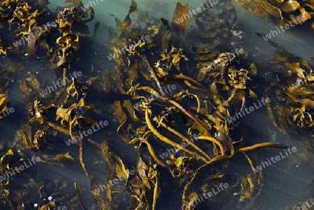 Riesentang (Macrocystis pyrifera), Kelp, Bird Island, West Kap, Western Cape, S?dafrika, Afrika