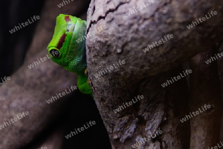 Grosse Madagaskar-Taggecko (Phelsuma grandis)