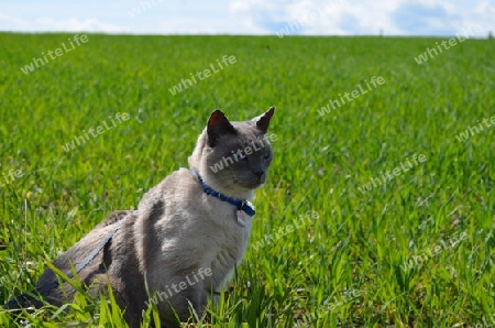 Tonkanese im Feld