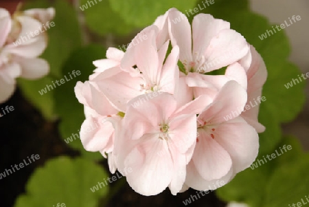 Pink pelargonium