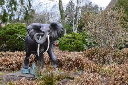 Elefant