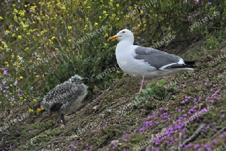 Westm?ve, Larus occidentalis, Alttier und Jungtier,  Alcatraz Island, Kalifornien, USA