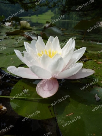Lotus mit Perspektive am Alatsee