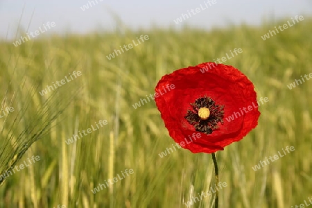 Mohn