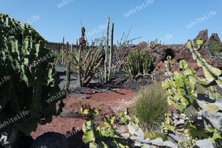 Kaktusgarten auf Lanzarote