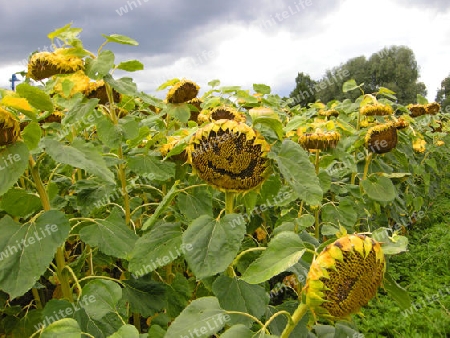 Sonnenblumengesicht