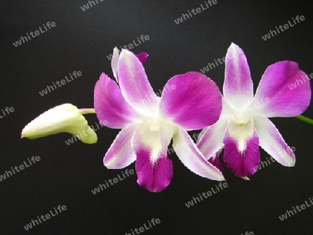 Orchidee